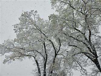 two very large oak trees covered in fresh snow with heavy snow falling